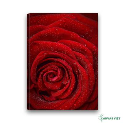  Tranh canvas hoa hồng đỏ H021